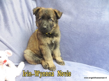Irin-Wynona Novie, grauw ODH teefje van 6 weken oud